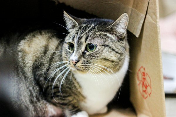 Leckeres Geheimnis: So zauberst du eine frische spanische Escalivada mit perfekt gegrilltem Gemüse!